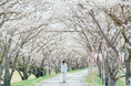 市木「桜」の守り人に 丹波篠山市 ささやま桜協会