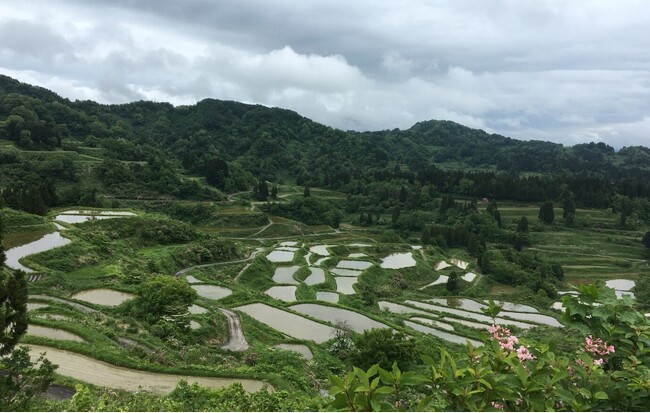 ▲星峠の棚田（新潟県十日町市、2023年５月撮影）