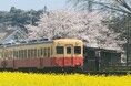【千葉県市原市】桜と菜の花開花状況をSNS・ウェブサイトで紹介