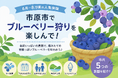 夏のお出かけにぴったり👒”いちはらならでは”のブルーベリー狩り🫐
