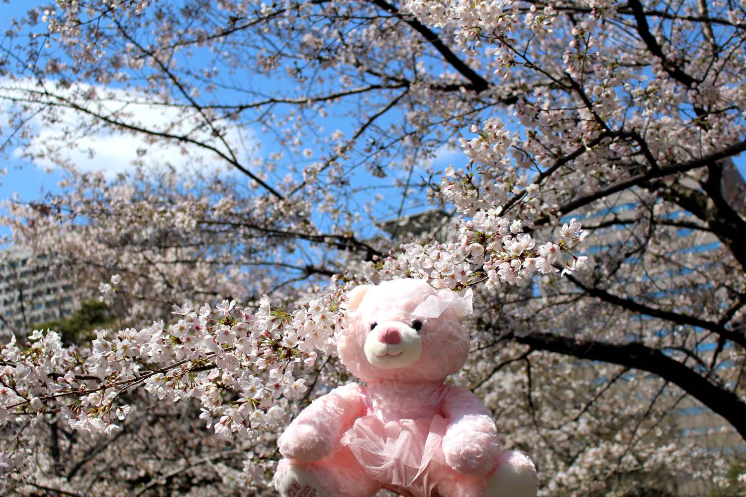 ダイヤモンドプリンセス号のクマちゃん！船旅ショップ購入