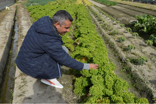 地元食材の魅力を再発見！関西圏の農園で育った野菜を味わう