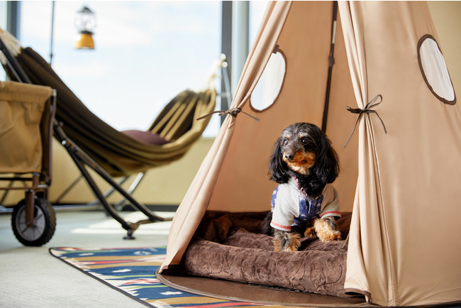 アウトドアブランドアイテムで愛犬と非日常を「コンセプトルーム」 アウトドアブランドアイテムで愛犬と非日常を「コンセプトルーム」