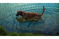 【愛犬家の認知度9.4%】夏のレジャーに潜む「レプトスピラ症」。見過ごされがちな水遊びの3大リスクと安全対策を『weDOG』が公開