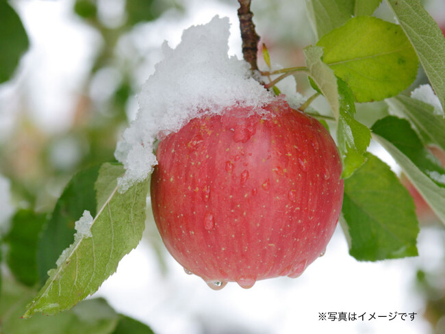 超希少！幻のプレミアムりんごを食べてみませんか？：時事ドットコム