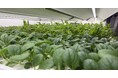国内シェア8割の老舗マッチメーカー日東社、工場内で無農薬野菜の室内栽培を開始。精密な品質管理ノウハウを活かし、アグリ事業参入へ