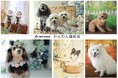 スタジオだから叶う、愛犬との“かけがえのない一枚”。家族の今を、写真というカタチで残す「わんわん撮影会」を順次全店舗にてスタートいたします。