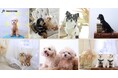 愛犬との一枚が、保護犬の未来につながる。フォトスタジオ ファーストステージ、撮影1件につき500円を寄付する新支援を開始