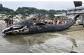 海洋プラスチックごみ削減のため近隣8市が連携し、清掃活動実施します