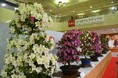 【東京都板橋区】百花繚乱!丹精込めて育てたさつきが庁舎を彩る「さつきフェスティバル」