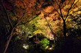 竹あかりと紅葉のライトアップ