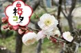 元祖梅コタ 2026 開催！約 90 品種、240 本の梅が開花します
