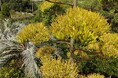 100年に一度だけ咲く青の竜舌蘭　開花！～大阪府立花の文化園～