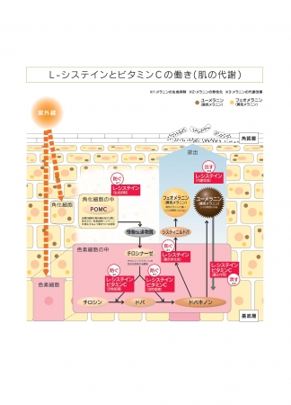 L- システインとビタミン C の働き