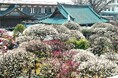 「第68回 文京梅まつり」を開催します