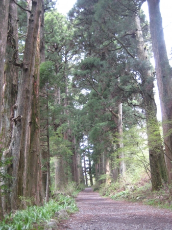 寄付金の一部が保護・保全活動に活用されている箱根旧街道杉並木