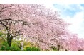 丹沢・大山エリアでお気に入りの春を見つけるハイキング! 3月21日から、デジタルスタンプラリー「丹大はるさんぽ」実施