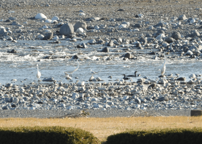 酒匂川周辺で多く見られる「水鳥」