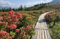 【山梨県韮崎市】約15万株のレンゲツツジが彩る甘利山の自然を未来へ。「甘利山環境保全協力金」の取り組みを今シーズンも実施。前年度は74万円以上の善意が集まる