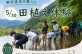 【野沢温泉ロッヂが提案する「野沢温泉の暮らし体験」】5/30田植え体験を開催