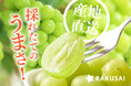 長野県産「至高のシャインマスカット」を産地直送で販売開始~専門店も認める感動の味をご家庭で~