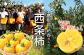 知る人ぞ知る、“日本一美味しい柿⁉”が今年も期間限定で登場！島根県産　出雲市 『柿壺さんの西条柿』 販売開始