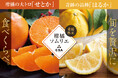旬を贅沢に食べくらべ 柑橘ソムリエの『せとか・はるか』（愛媛県産）