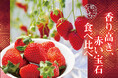 【京都のいちご】伝統にとけこむ甘美なひと粒　redさんのいちご『紅ほっぺ・スターナイト』