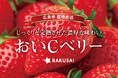 今季最後の産直いちご！北広島農場さんの『おいCベリー』（広島県産）