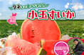 タネまで食べられる！小玉すいか いなみ農園さんの『ピノ・ガール』（茨城県産）