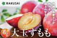希少！最高級品種 菊島さんの『大玉すもも 貴陽(きよう)』(山梨県産)