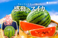 バイヤーが惚れた、感動のスイカ 蛭田さんの大玉スイカ『夏のぜいたく』（神奈川県）