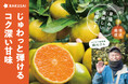早摘みが美味しい！フジカワ果樹園さんの『ゆら早生みかん』（香川県産）