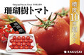 RAKUSAI産地直送便!フルーツトマト