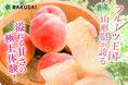 山形県産「溢れる甘さ!あかつき桃」を販売開始!とろける甘さ、滴る果汁の贅沢を再び
