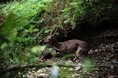 続報｜樵木林業と生物多様性