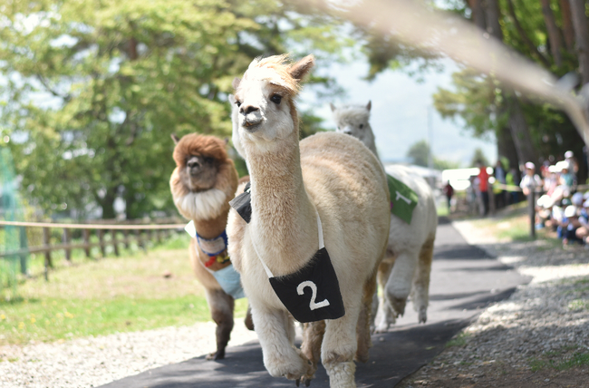 八ヶ岳アルパカ牧場　3月20日（火）新シーズンオープンイベント開催