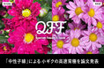 クォンタムフラワーズ＆フーズ（QFF）、中性子線照射による小ギクの高速品種改良において、有効性を学術誌に発表