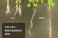 【東京大学 晝間研究室×QFF】中性子線を活用した植物共生微生物の研究を開始