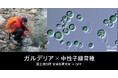【国立遺伝学研究所 宮城島研究室×QFF】中性子線を活用した微細藻類（ガルデリア）の研究を開始