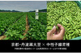 【QFF】クォンタムフラワーズ＆フーズ、京都府農林水産技術センター生物資源研究センターと『丹波黒大豆』の研究を開始。