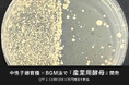 ”中性子線育種 × BGM法”で『産業用酵母』の高機能化へ。QFFとカーブジェンが共同開発を開始