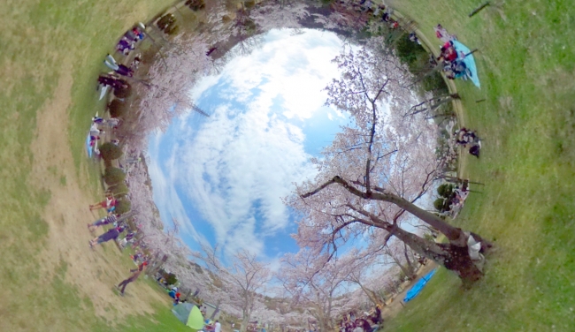 4月7日撮影：「摂津峡公園」の桜