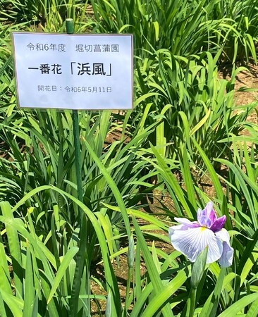 【葛飾区】花菖蒲の名所・堀切菖蒲園にて『一番花』開花！！