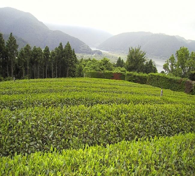 桃生茶　茶畑