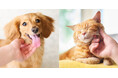専門家協力のもと「エリエールPet キミおもい」がペットと人の共生社会実現を目指す傾聴飼育推進委員会を2月19日(水)に立ち上げ