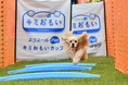 2日間で143組のワンちゃんとペットオーナーさんが参加する白熱した大会に!パンツタイプのおむつをはいたワンちゃんと一緒に参加するミニトラップレース『エリエールPet キミおもいカップ』を初開催