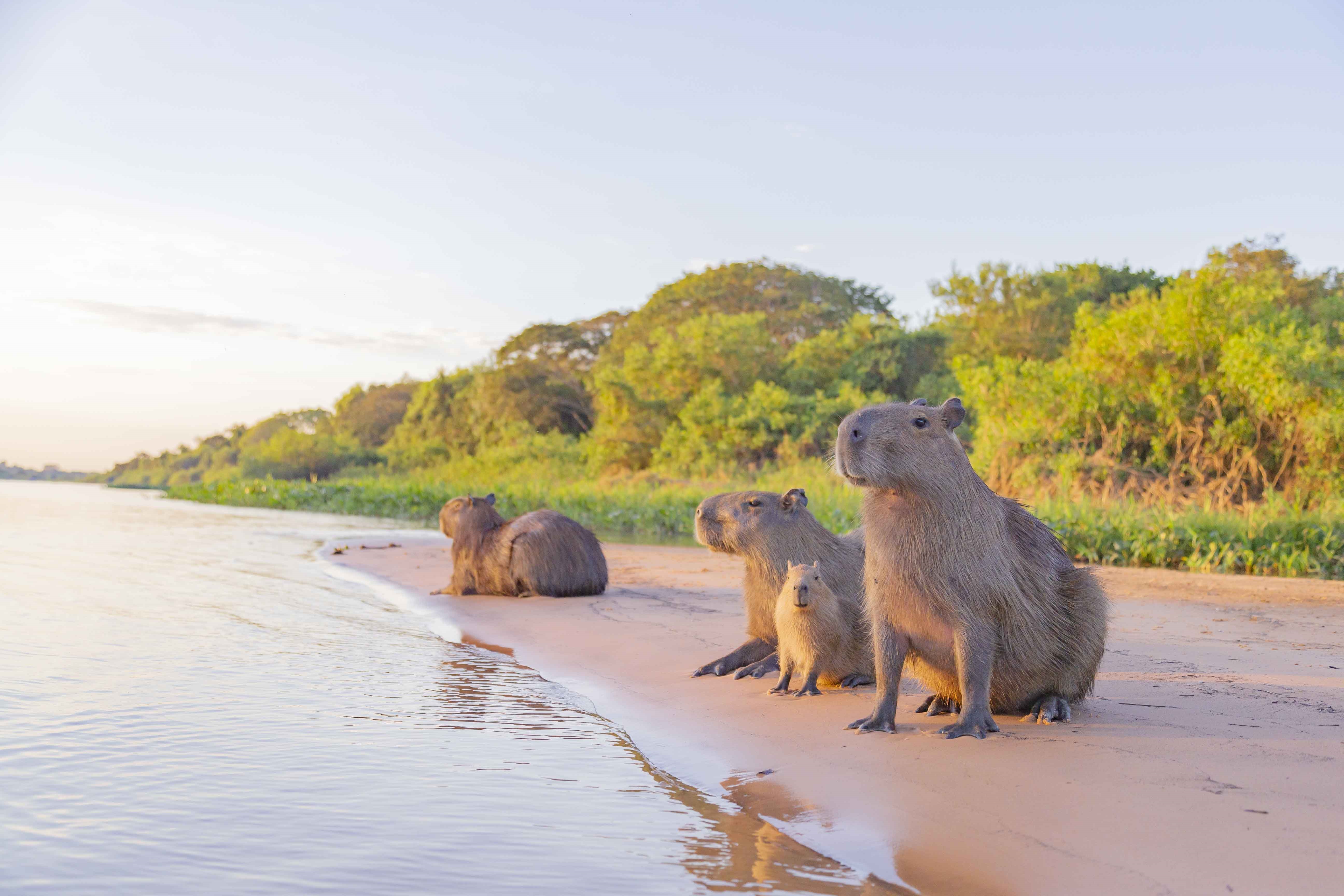 南米大陸 ここがカピバラのふるさと カピゴン松島写真展 カピバラ パンタナール湿原 富士フイルムのプレスリリース