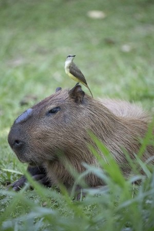 ©capybara capygon