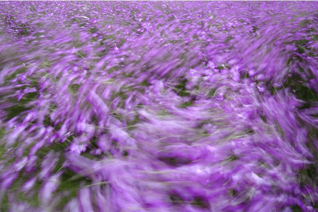 (C)岡本洋子 (C)岡本洋子